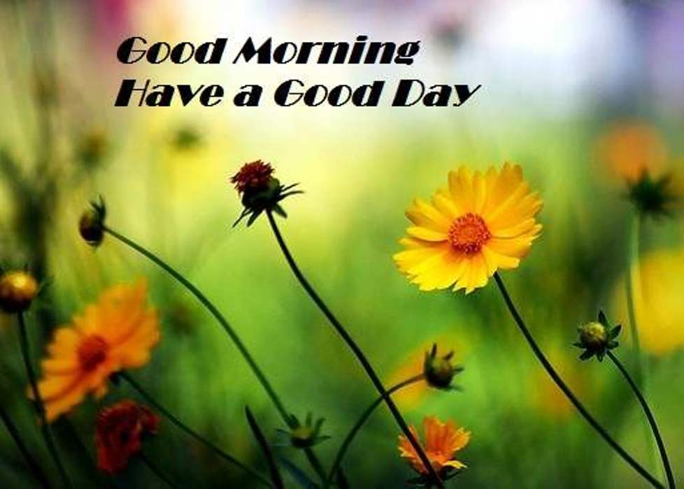 Good Morning Have A Great Day A Head Good Morning Wishes Images