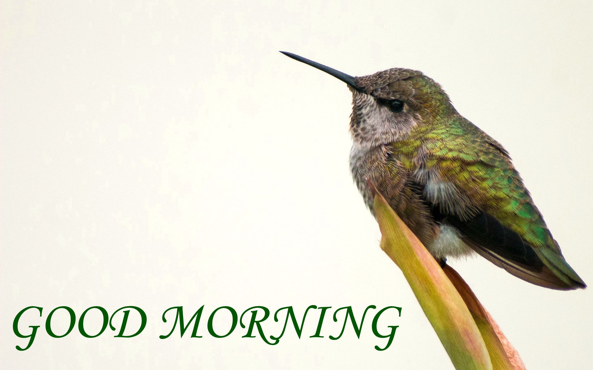 Good Morning Wish - Good Morning Wishes & Images