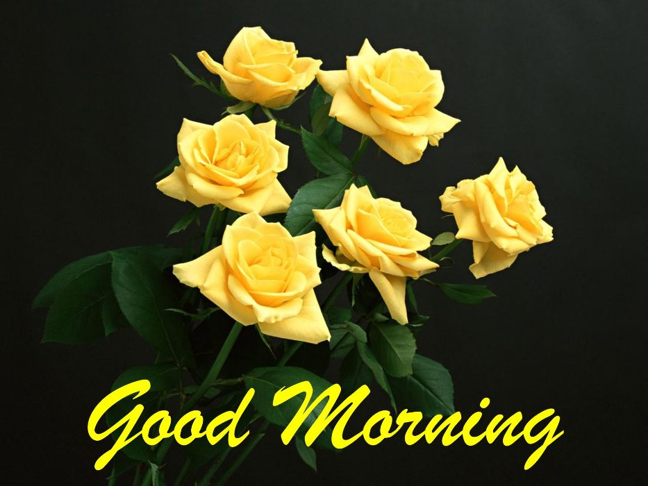 Good Morning Flower Images Free Download : 38+ Good Morning HD Flower ...