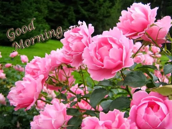good morning beautiful rose