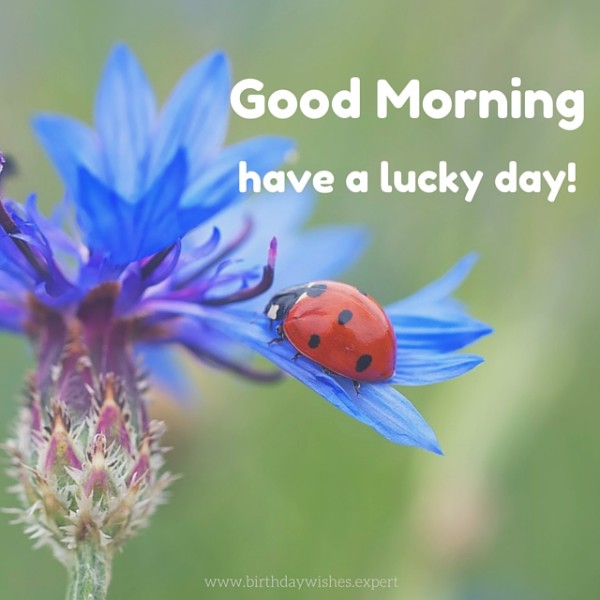 Good Morning Have A Lucky Day !-wg3612