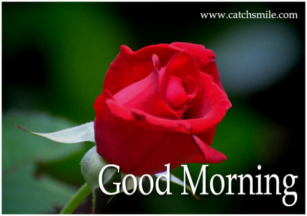 Good Morning-Red Roses