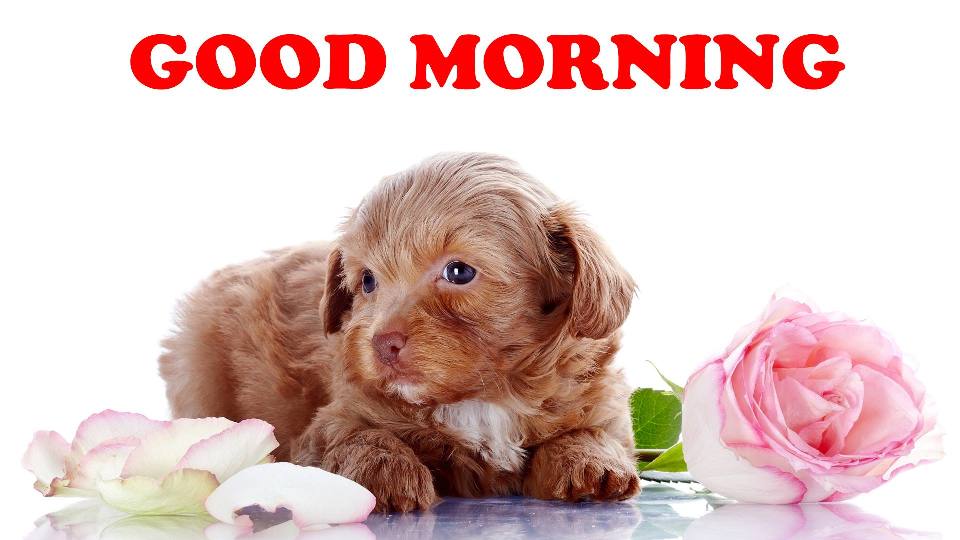 Good Morning With Little Puppy - Good Morning Wishes & Images