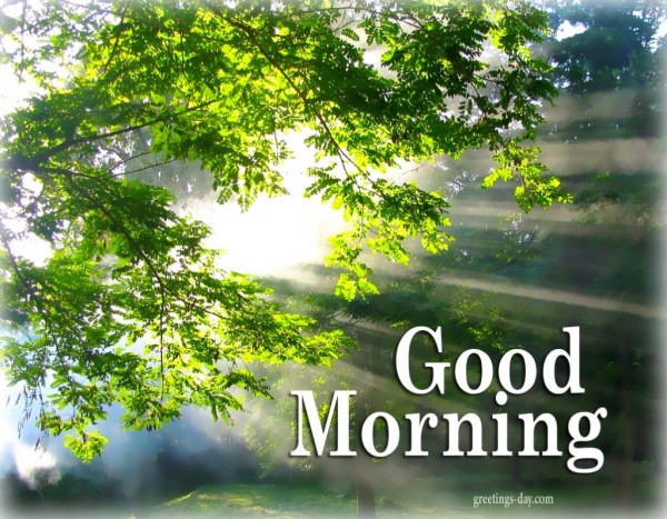 Good Morning With Nature !-wg017112