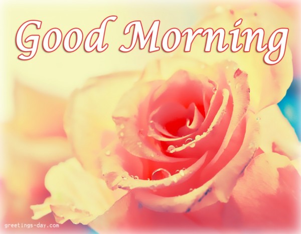 Good Morning With Peach Rose-wg01751