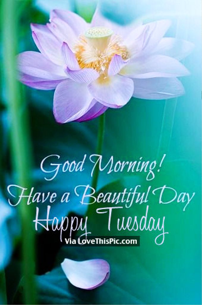 Good Morning Wishes On Tuesday Pictures Images Page 10