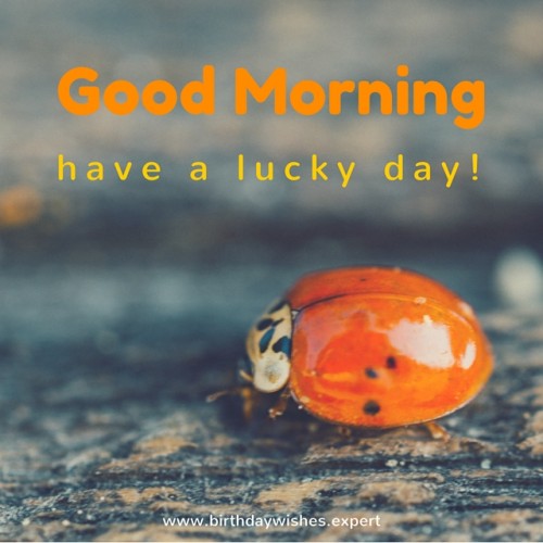 Have A Lucky Day Good Morning-wg01076