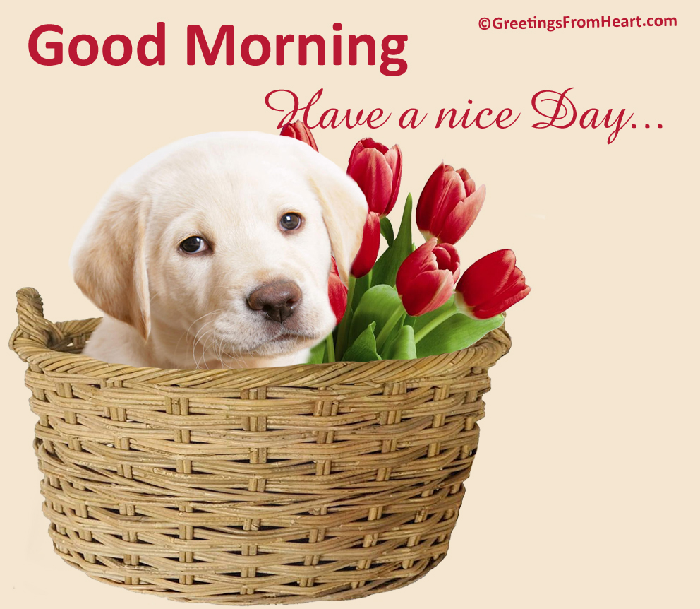 Good Morning Wishes With Dogs Pictures, Images Page 4