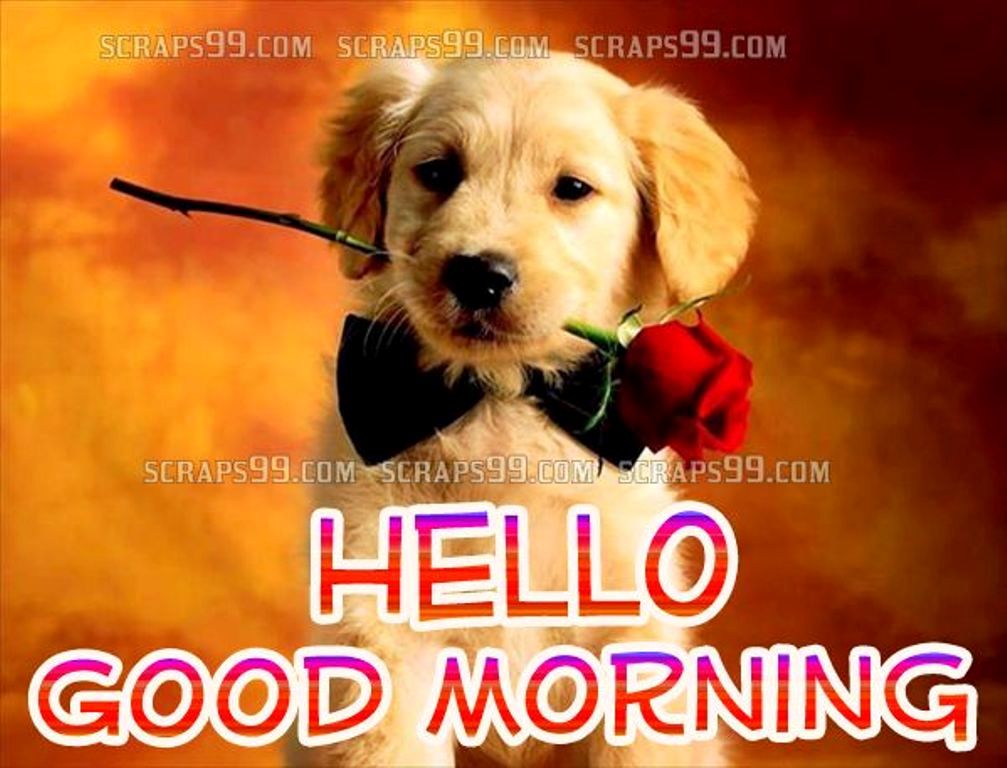 Good Morning Wishes With Dogs Pictures, Images - Page 8