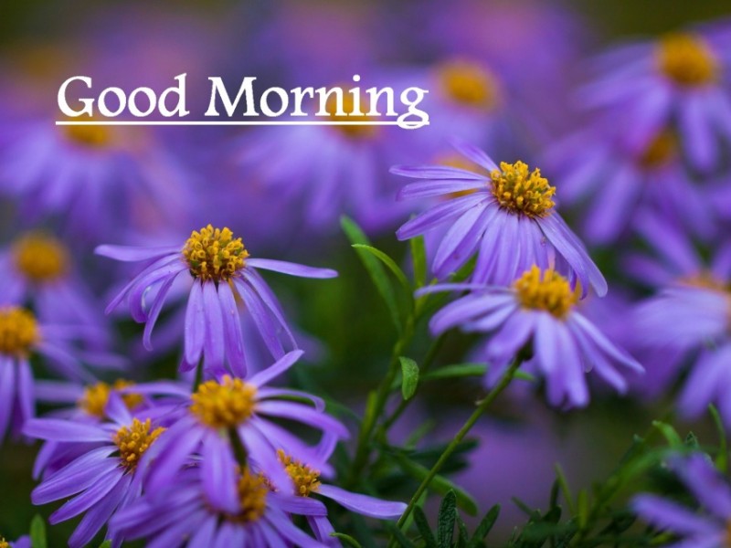 Good Morning – Little Purple Flowers - Good Morning Wishes & Images