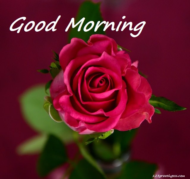 Good Morning – Pink Rose