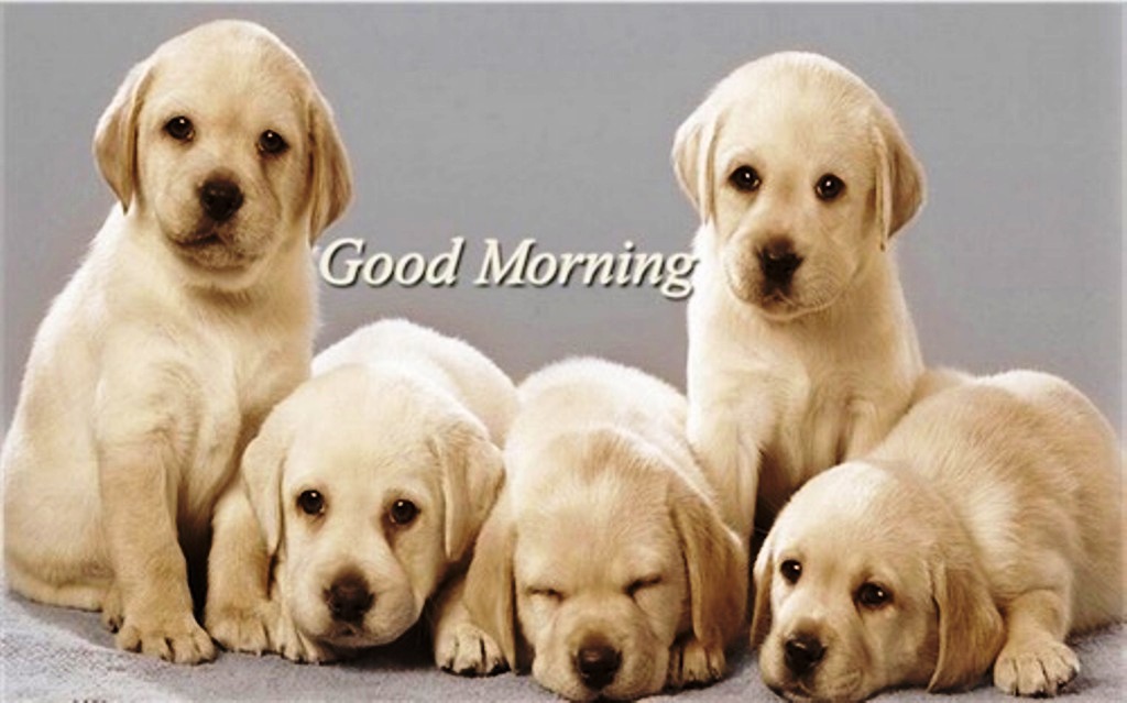 Good Morning Wishes With Dogs Pictures, Images - Page 2