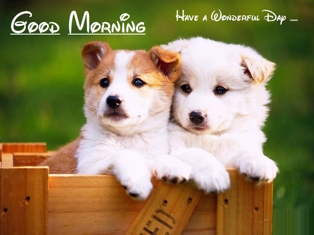 Have A Wonderful Day-Dogs - Good Morning Wishes & Images