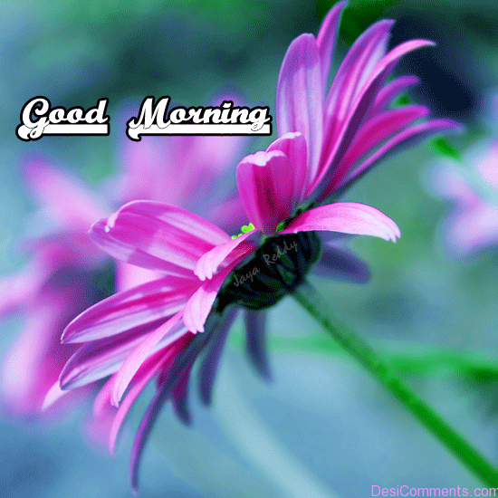 Morning With Flower Image