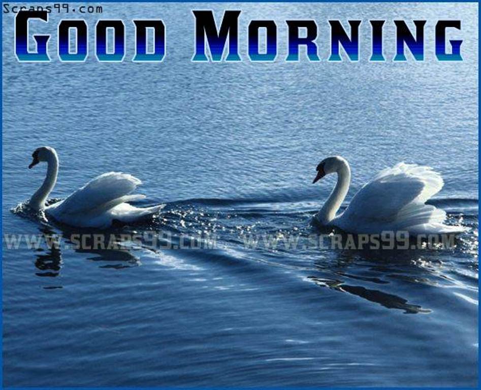 Nice Duck Good Morning