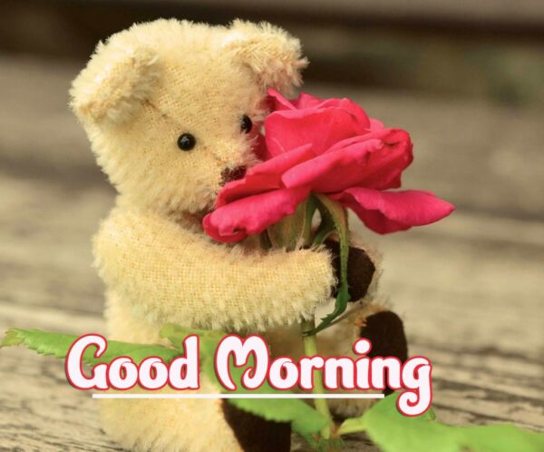 Red Rose Teddy Good Morning