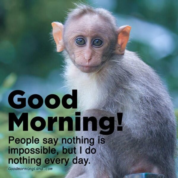 Monkey Good Morning - Good Morning Wishes & Images