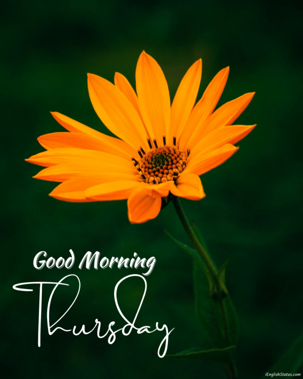 Good Morning Wishes On Thursday Pictures, Images