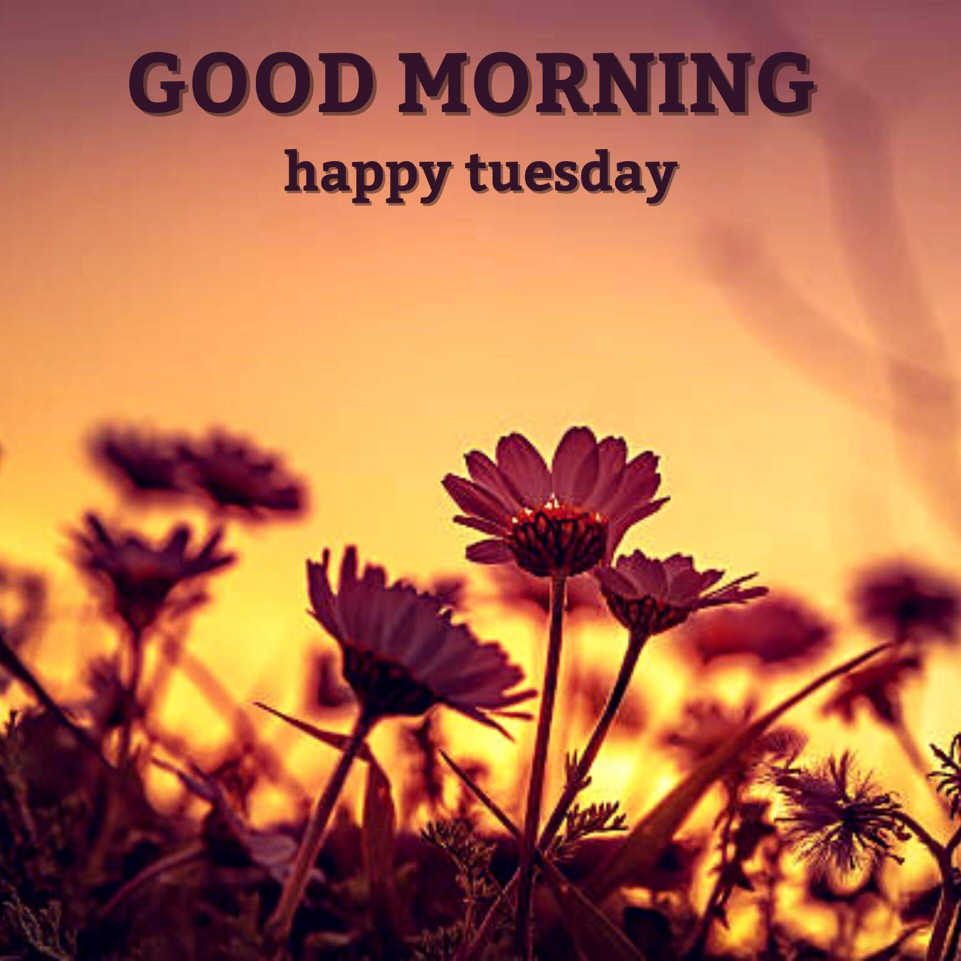 Happy Tuesday Good Morning Pic - Good Morning Wishes & Images